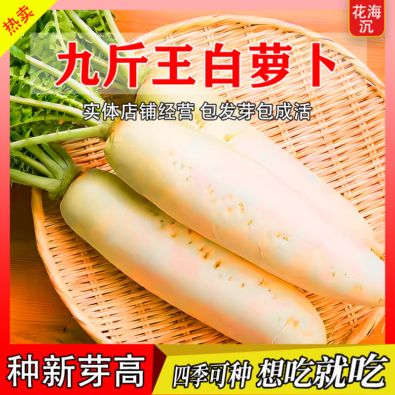 九斤王白萝卜种子高产不空心春不老耐高温耐寒四季大白萝卜种子籽