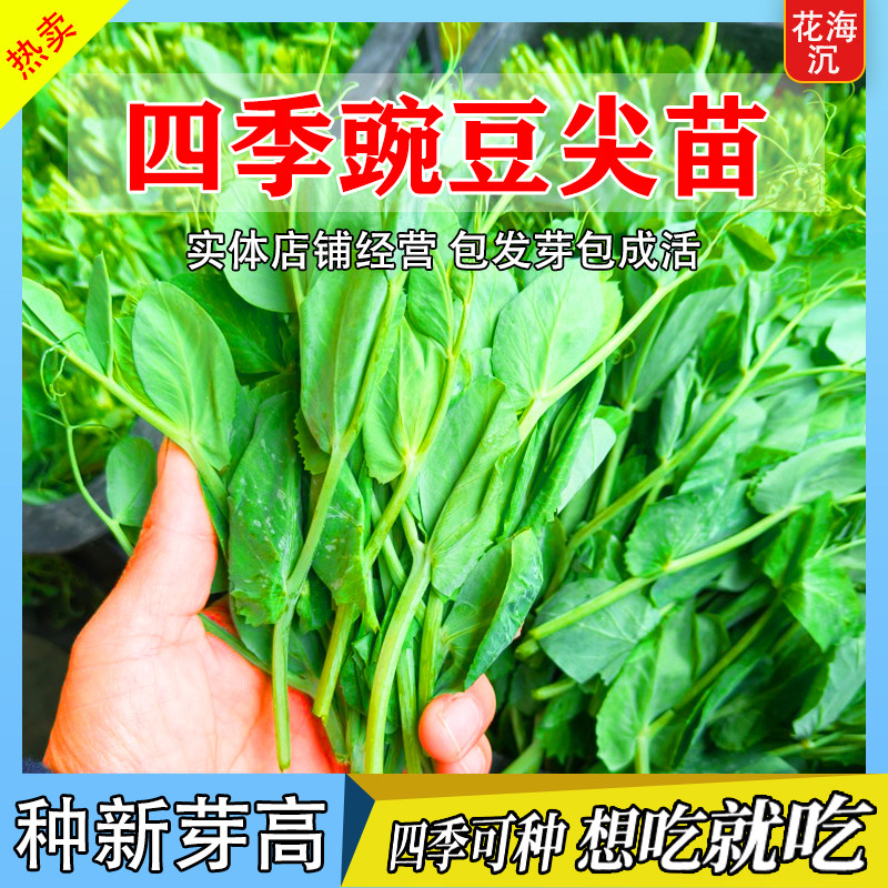 豌豆种籽大豌豆苗蔬菜种子水培龙须莱豆小尖芽菜四季种植蔬菜种孑