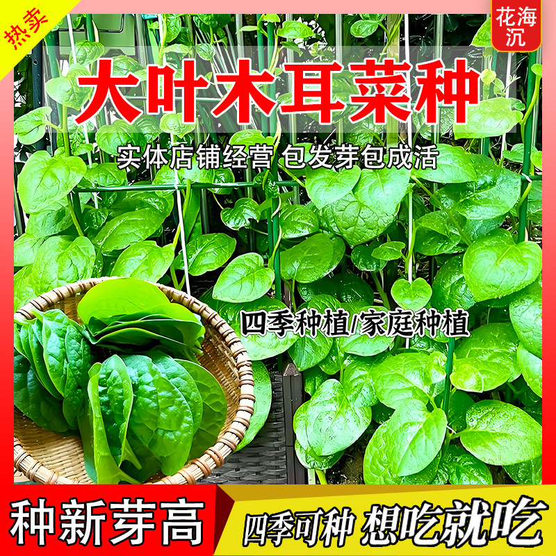 大叶木耳菜种子四季栽易种高产木耳菜种籽阳台盆栽大全蔬菜种子籽