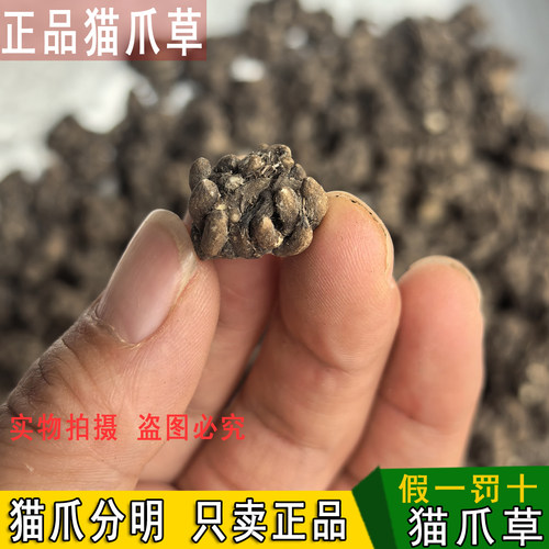 猫爪草中药材野生猫爪草正品官方旗舰店猫爪茶夏枯草蒲公英郁金