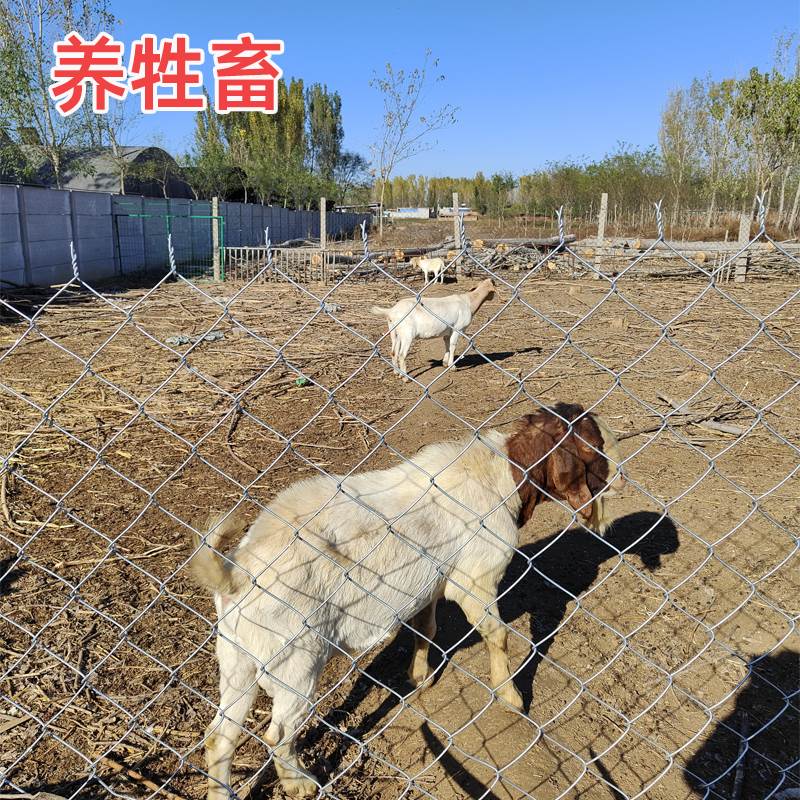 新品镀锌钢丝网勾花铁丝网围栏网养殖网护栏狗牛羊猪菱形不锈防护