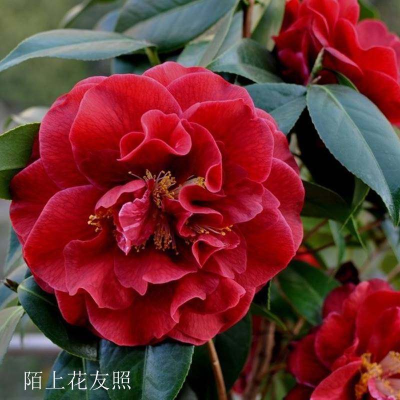 圣诞帽茶花稀有名贵品种牡丹大花型精品花卉盆栽树苗室内外植物