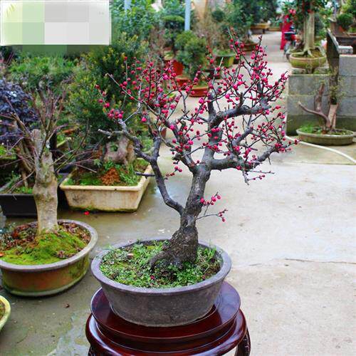 适合冬天种的花腊梅鲜花各种花卉大全抗冻耐寒绿植不怕冻的梅花树