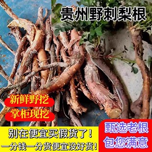 刺梨根新鲜中药材贵州特产野生山货野货老桩树根养胃炖汤泡酒药材