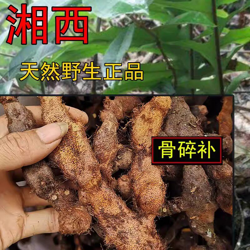 贵州野生新鲜骨碎补爬岩姜新鲜现摘石岩姜接骨猴姜毛姜肉碎补500g