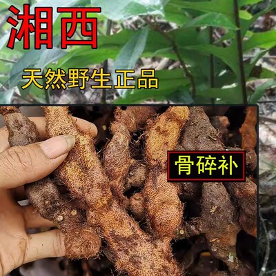 野生骨碎补新鲜爬岩姜中药材500g