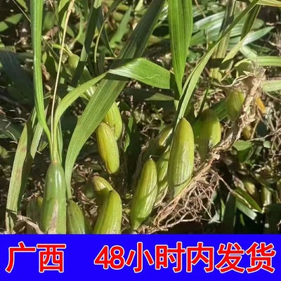 新鲜石橄榄 现摘现发双叶单叶小果500g石仙桃果煲汤炖汤材料250g