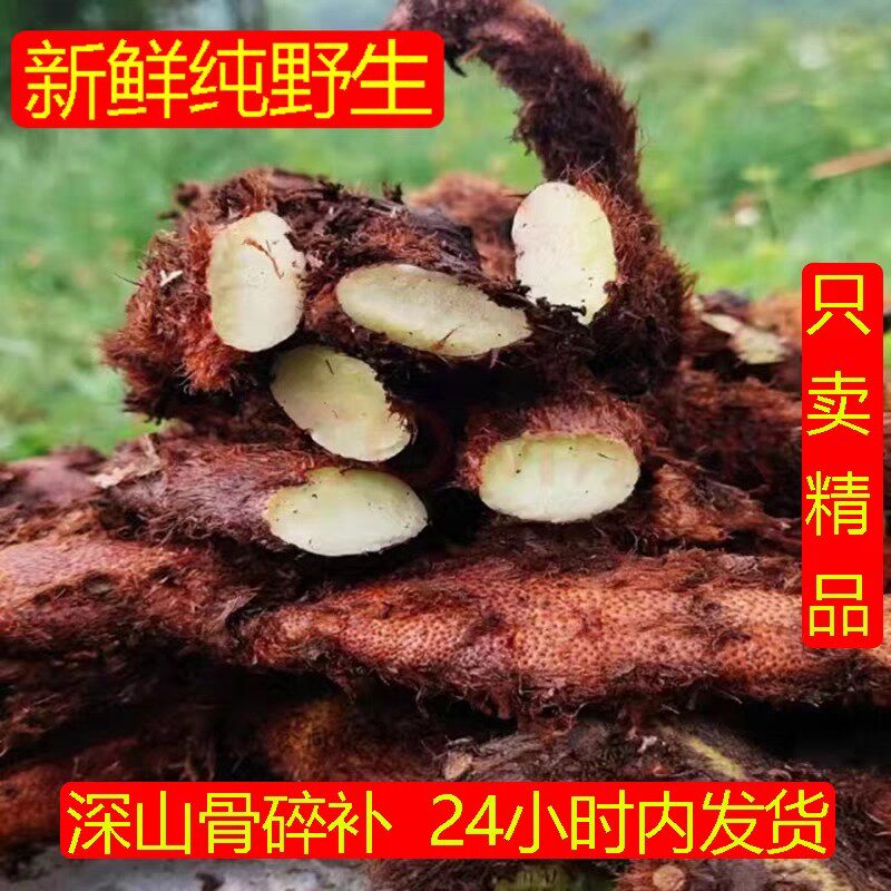 深山野生新鲜骨碎补毛姜爬岩姜石岩姜接骨猴姜肉煲汤中药材泡酒料