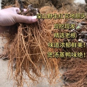 新鲜正宗地胆头广东特产煲汤现挖现发草鞋 根苦地胆纯头煲汤料