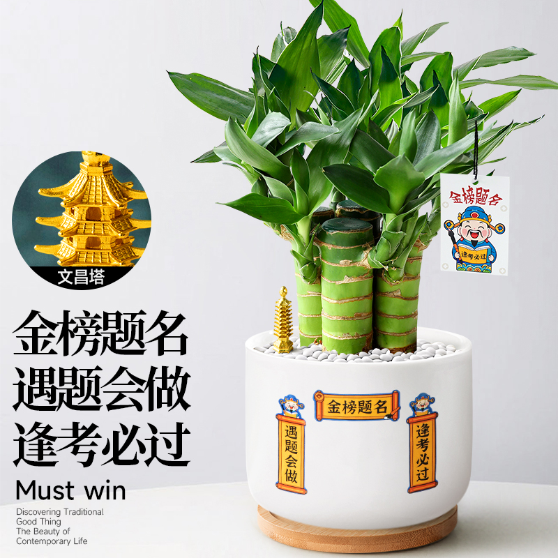 水培文昌竹4支植物金榜题名书桌