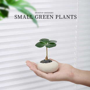 罗汉松盆栽迷你植物客厅室内桌面鸭脚木花卉幸运草办公室绿植盆景