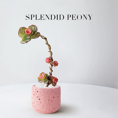 锦绣牡丹多肉植物室内桌面盆栽造型老桩绿植办公室工位女生礼物