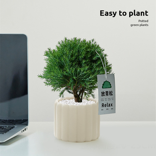 放轻松雾松盆栽室内客厅桌面植物小摆件懒人好养解压绿植净化空气
