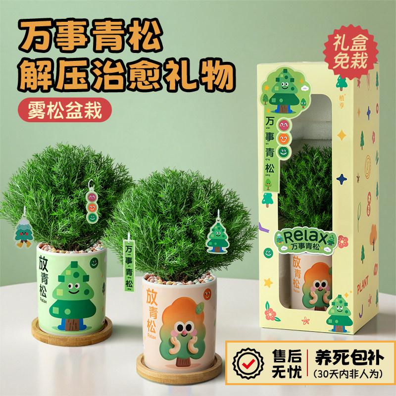 植季放青松绿植雾松植物办公室