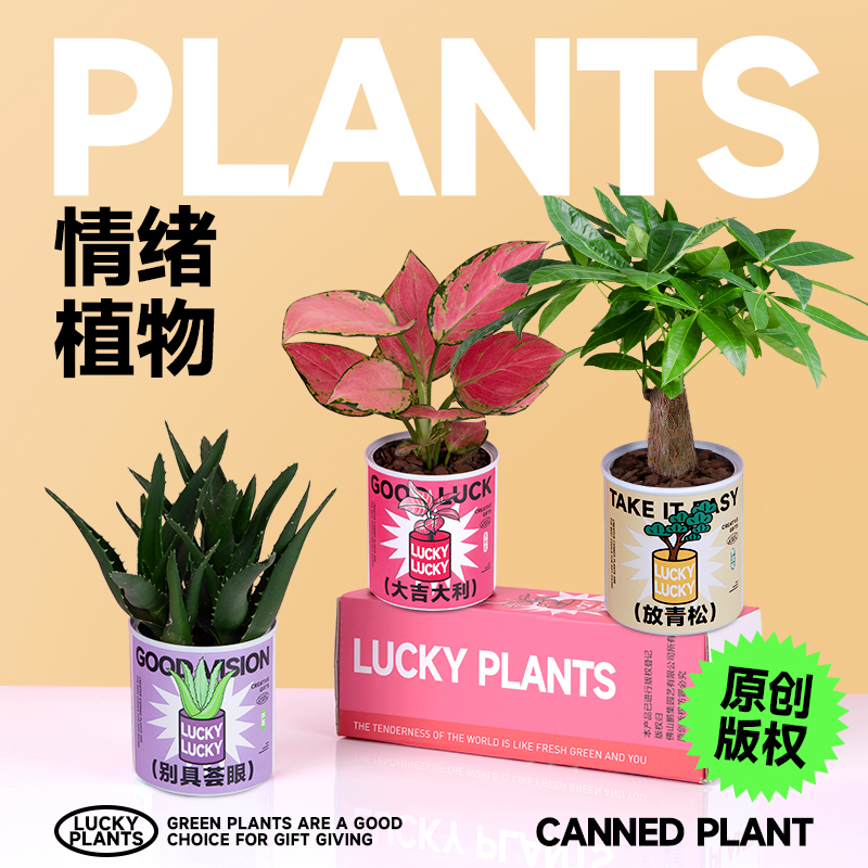 发财树盆栽客厅桌面招财绿植送礼