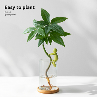 水培发财树盆栽客厅桌面办公室工位四季好养绿植物富贵竹盆景水养