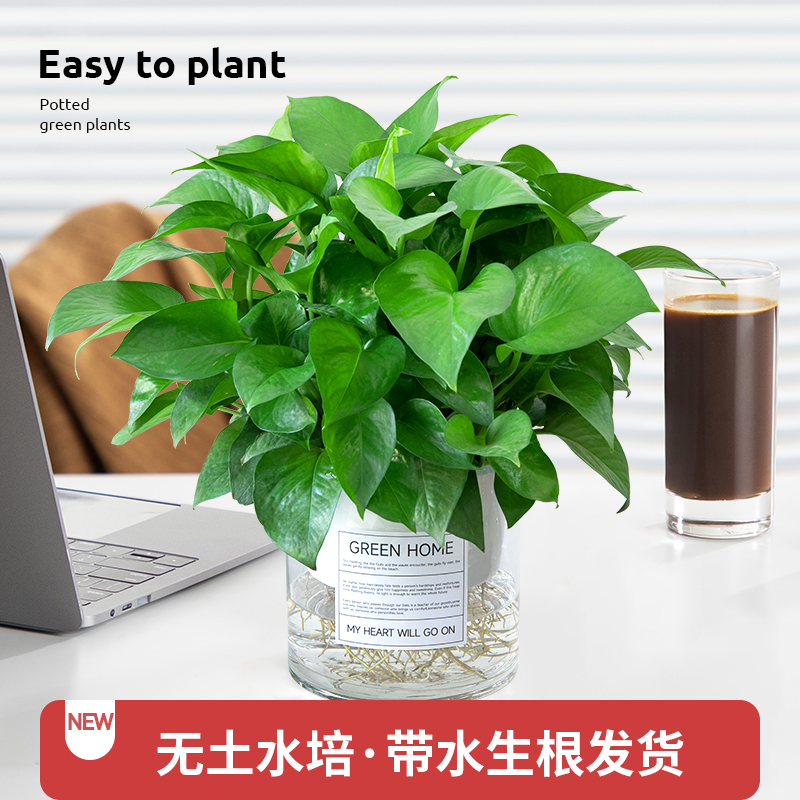 纯水培绿萝室内植物室内盆栽好养