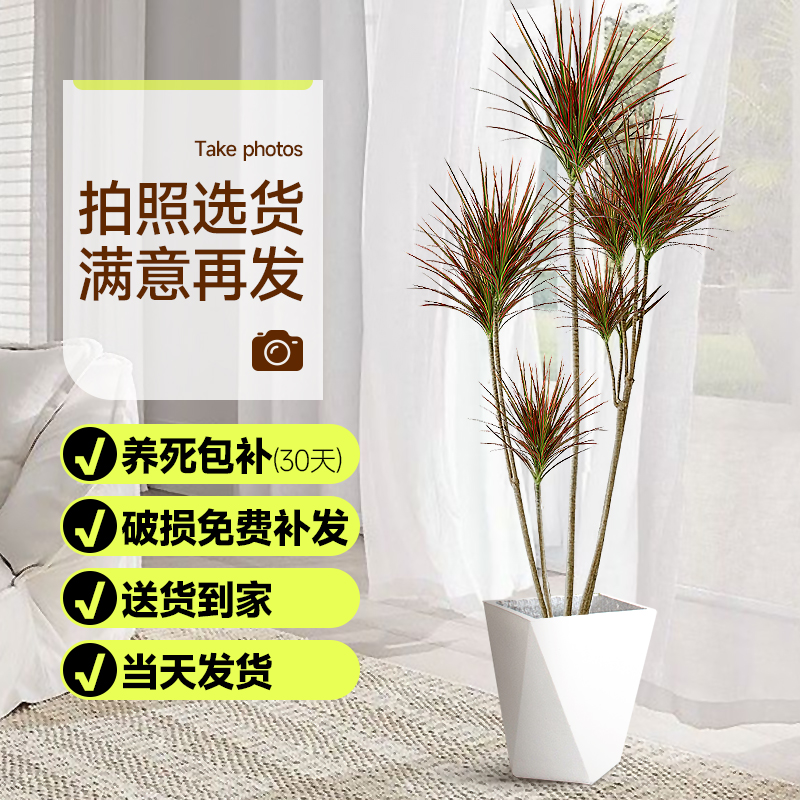 七彩铁大型盆栽室内植物龙血树