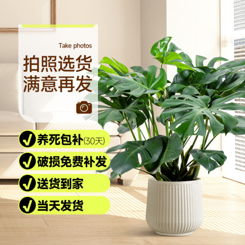 老桩龟背竹绿植净化空气大型植物