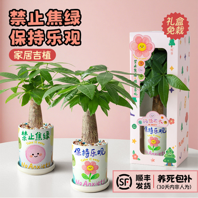 发财树办公室禁止焦虑解压绿植