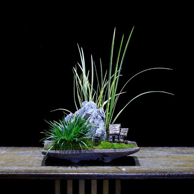 金钱石菖蒲迷你盆栽植物摆件茶几桌面小绿植微型景观室内禅意盆景