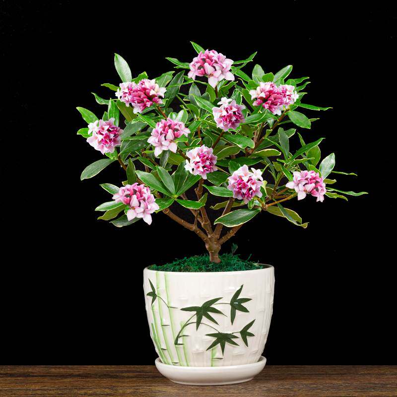 耐寒花卉金边瑞香冬季开花北方好养观花植物室内客厅阳台办公室花