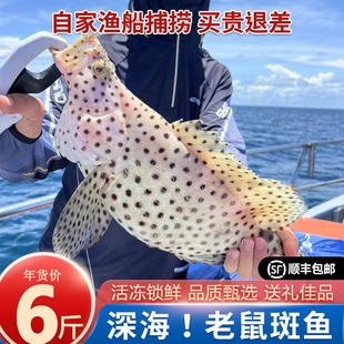 老鼠斑鱼鲜活船冻6斤/条海捕石斑鱼年货海鲜送礼大礼包生冻老鼠班