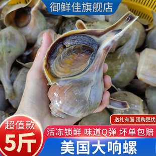 美国响螺鲜活速冻水产香螺5斤野生超大海螺海鲜大礼包年货送礼