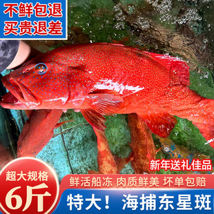 野生东星斑鲜活速冻深海捕6斤特大石斑鱼年货宴席送礼海鲜大礼包