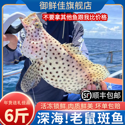 老鼠斑鱼鲜活船冻6斤/条海捕石斑鱼年货海鲜送礼大礼包生冻老鼠班