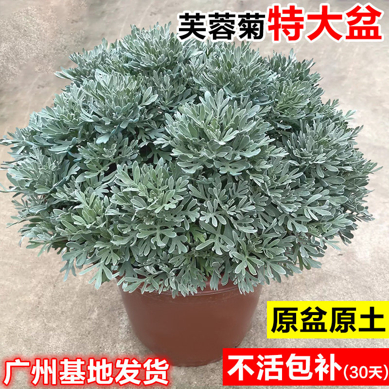 新疆包邮芙蓉菊大盆栽老桩银叶菊雪艾中草药花卉绿植阳台庭院四季