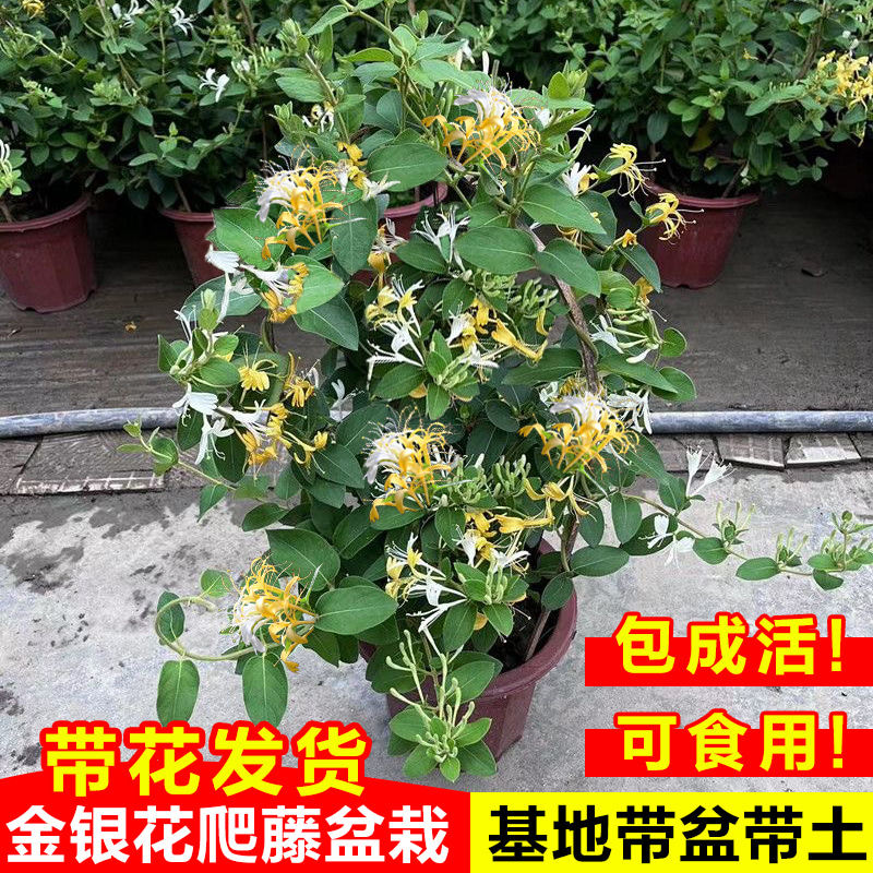 金银花树苗带花爬藤盆栽阳台庭院四季开花植物可食用老桩花卉绿植,鲜花速递/花卉仿真/绿植园艺,时令草本花卉,淘宝优惠券,粉丝福利购,淘宝优惠卷