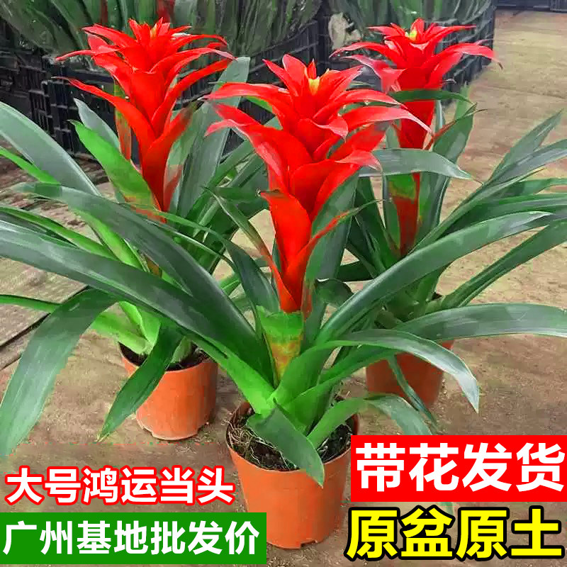 鸿运当头盆栽带花苞办公室内耐阴好养小红星绿植红掌凤梨花卉植物