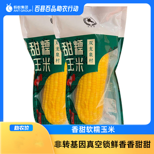 内蒙古莫族自治旗黄糯玉米2支