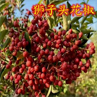 新品种狮子头花椒树苗少刺花椒苗大红袍盆栽地栽南北方种植果树苗