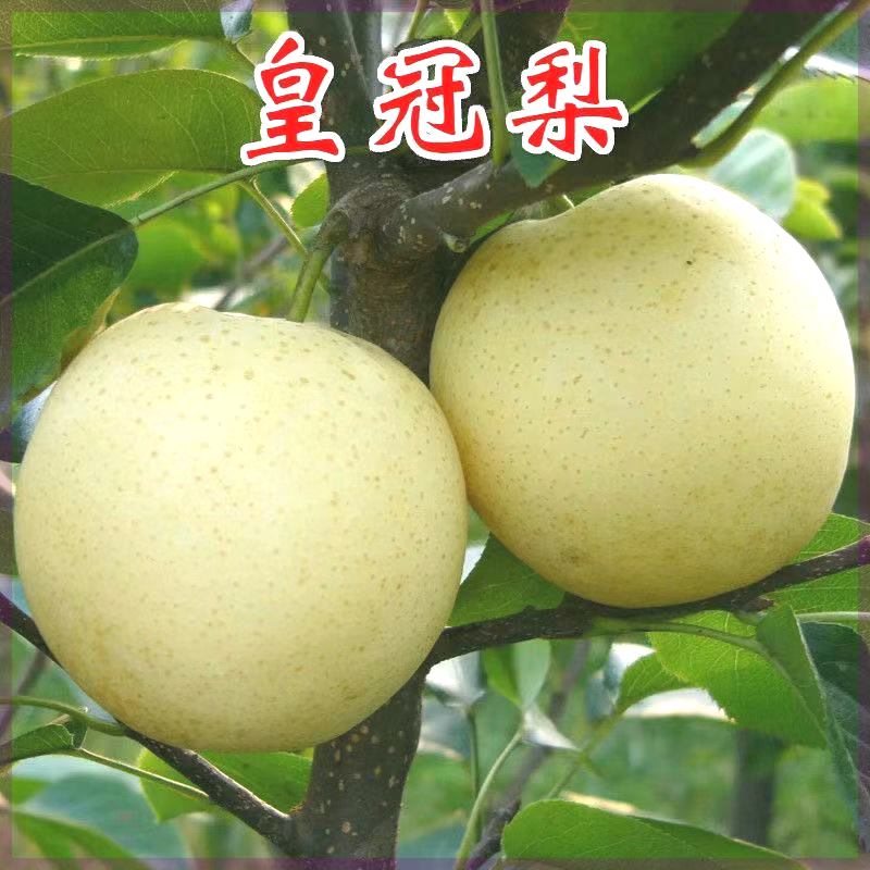 圆黄梨苗 皇冠梨树嫁接苗黄金梨果苗早熟翠脆冠梨嫁接梨苗