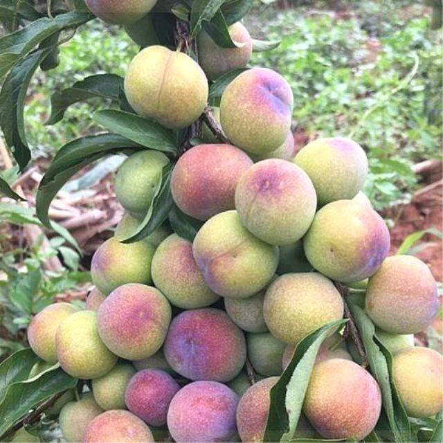 四川脆红李晚熟半边红脆李嫁接苗空心脱骨李子苗离核茵红李子树苗