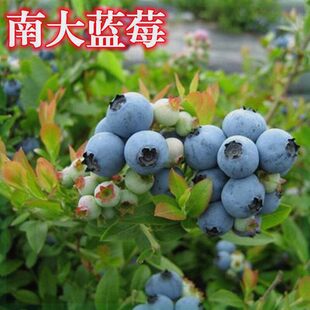 南大蓝莓苗四季盆栽地栽南方北方种植双季蓝莓树苗当年结果树苗
