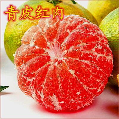 青皮红肉正宗嫁接无核桔子苗果树苗南北方种植蜜桔果苗盆栽地栽