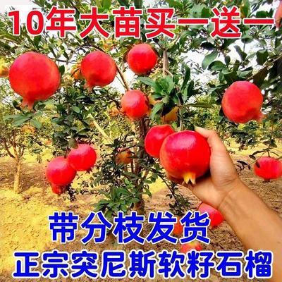 正宗石榴树苗(突尼斯)盆栽红石榴无籽大果甜南北方种植当年结果