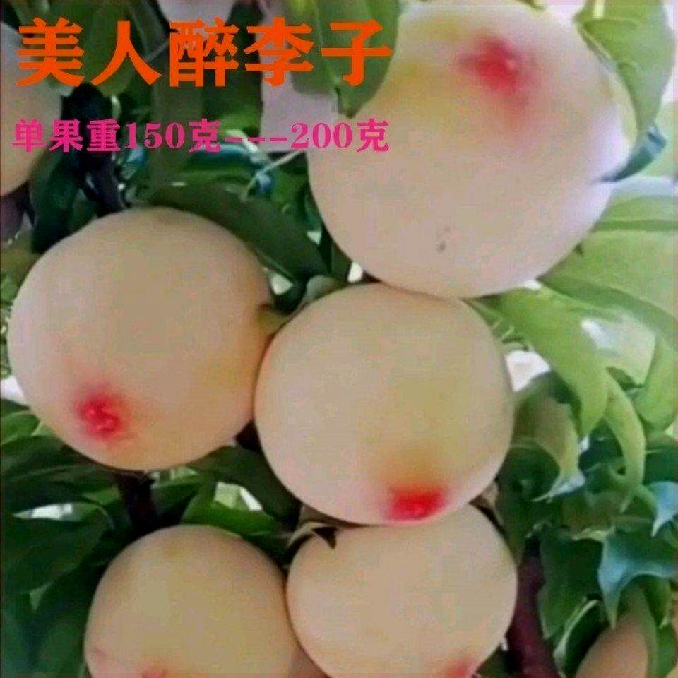 美人醉李子苗 脱骨离核李子树苗耐寒庭院种植盆地栽南方北方种植