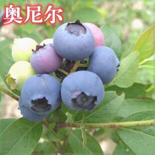 新品种奥尼尔蓝莓树苗盆栽蓝莓苗南北方种植庭院特大当年结果