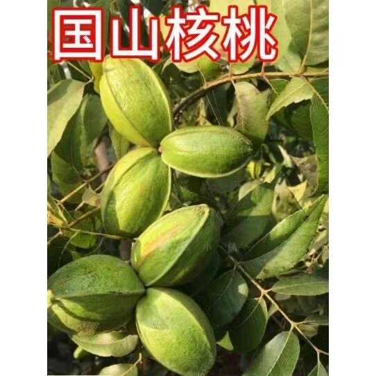 国山核桃树苖嫁接苗南北方种植盆栽地栽核桃苖当年结果核桃