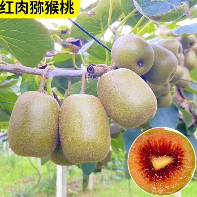 红肉猕猴桃树苗南北方种植盆栽地栽猕猴桃苖脆甜当年结果猕猴桃