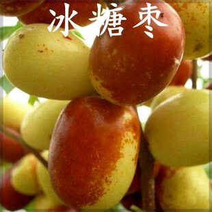 新品种冰糖脆枣树苗南北方种植冰糖脆枣苗当年结果包邮超甜枣树苗