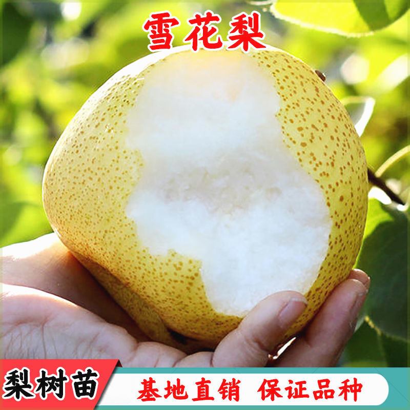 果树苗 雪花梨苗 嫁接梨树苗酥梨苗早红梨树苗南北方种植当年结果