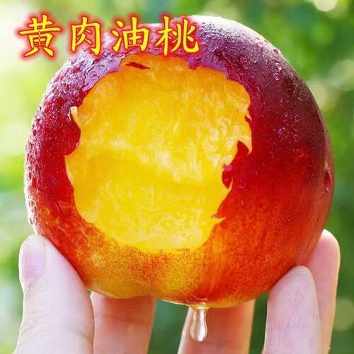 黄肉油桃桃树苖嫁接苗南北方种植盆栽地栽脆甜离核苖当年结果桃苗