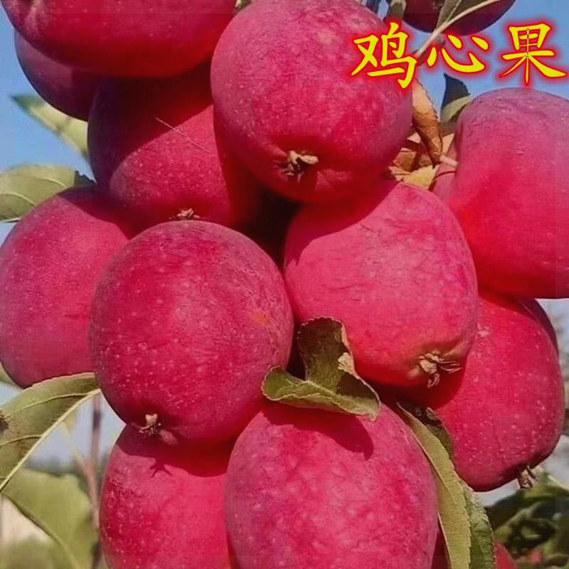 鸡心果 东北特产锦绣海棠沙果嫁接果树苗 盆栽地栽南北方种植