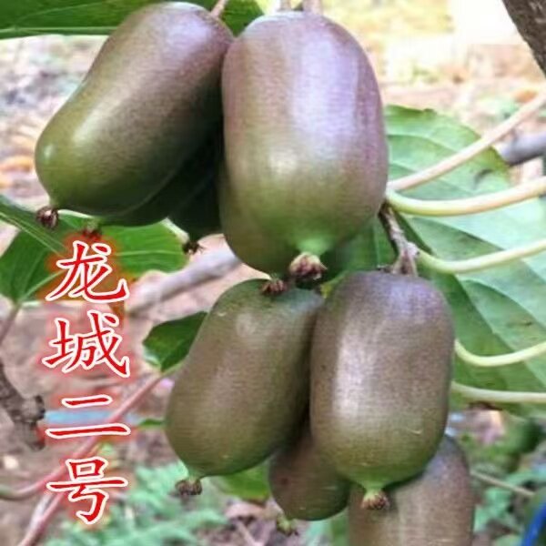 龙城二号猕猴桃树苗南北方种植盆栽地栽猕猴桃苖脆甜当年结果树苗