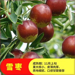 正宗嫁接雪枣 耐寒冬枣枣子树苗  北方南方种植地栽果树 当年结果